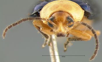 Media type: image;   Entomology 18762 Aspect: head frontal view